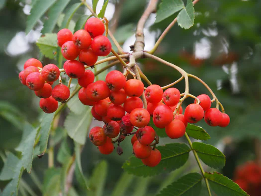 Dodendraad in Hamelt Achel (Belgium)